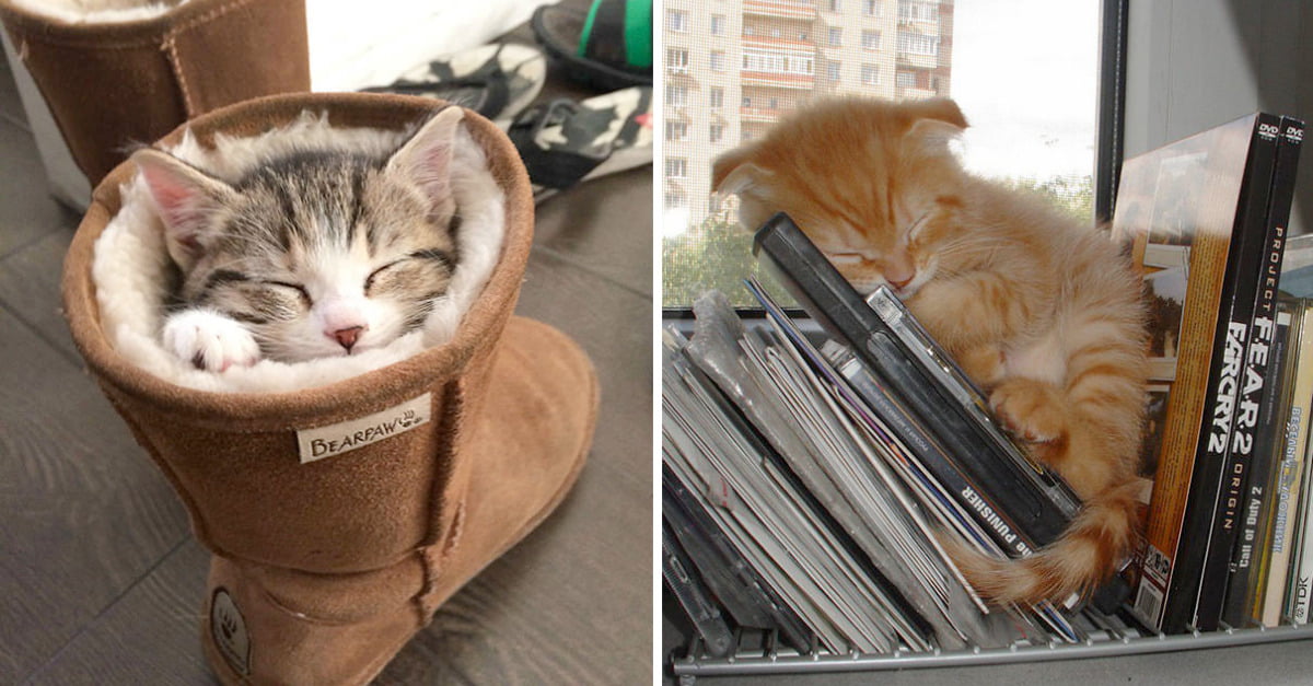 Photos Of Sleepy Cats That Are Too Wholesome For This World Earth Wonders