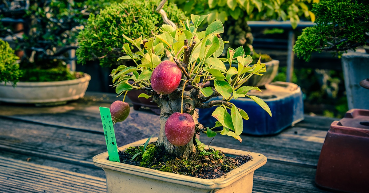 Mini Bonsai Trees That Can Grow Full-sized Apples, Quinces, and