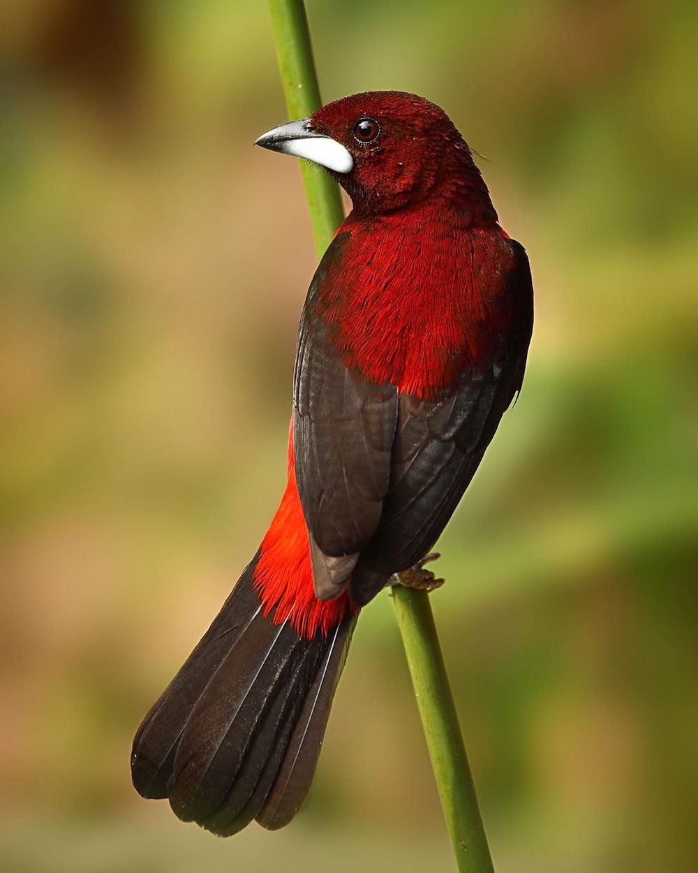 A Sublime Bird The CrimsonBacked Tanager Is An Enchanting Red Bird