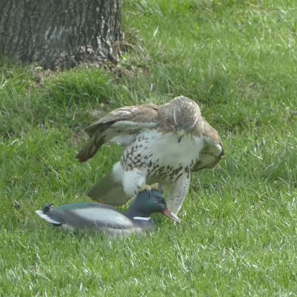 Hawk Is Completely Surprised by the Duck's Lack of Reaction When Trying to  Intimidate Him - Earth Wonders