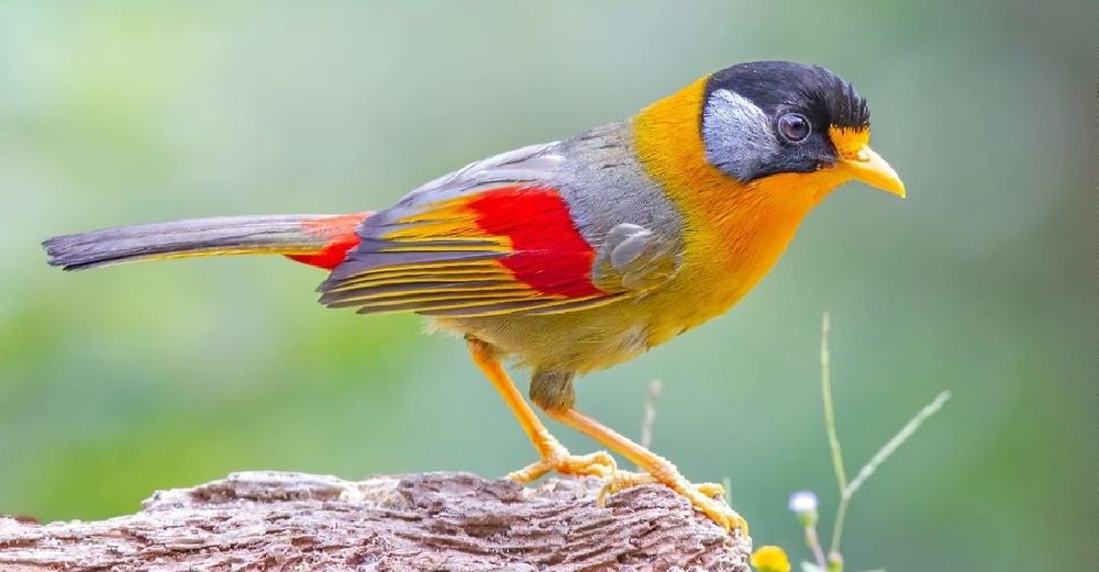 The Silver-eared Mesia Is an Adorable Bird Covered in Autumnal Colors - Earth Wonders