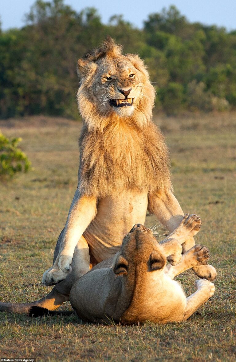Funny Face Expression of a Lion Proudly Mating With His Lioness – Earth